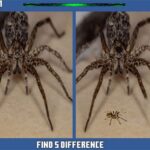 거미 숨겨진 차이점